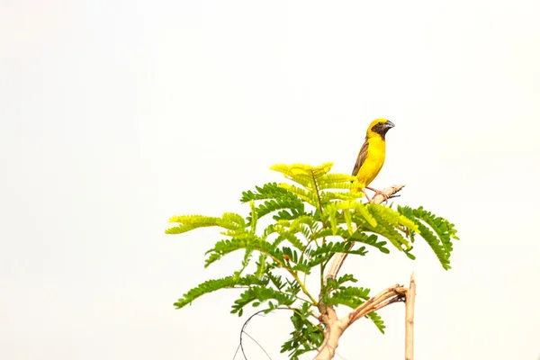 亚洲黄金韦弗在自然背景 — 图库照片