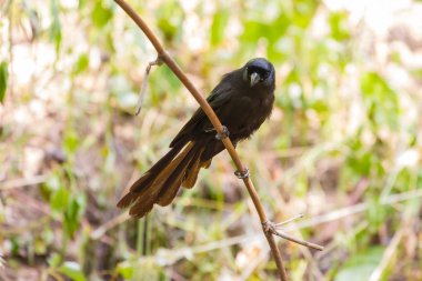 Raket kuyruklu Treepie. (Crypsirina temia)