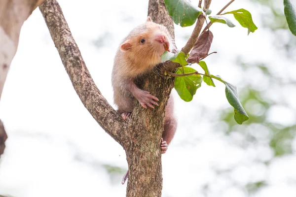 Pequeña rata de bambú en la naturaleza — Foto de Stock