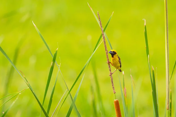 Asijské Golden Weaver v přírodě pozadí — Stock fotografie