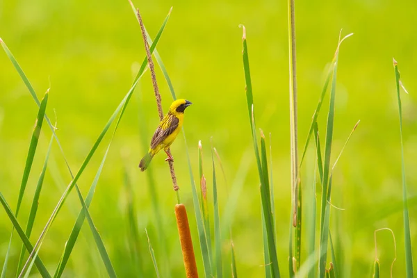 Azjatycka Golden Tkacz w tle natura — Zdjęcie stockowe