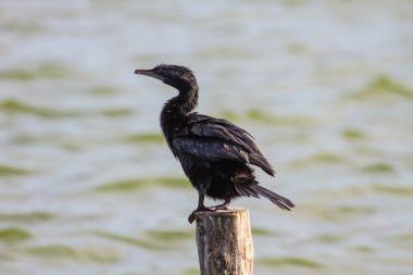 Küçük karabatak, Cava karabatak (Phalacrocorax Nijer)