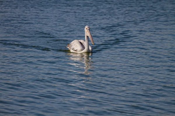 Pelicano de bico fino (Pelecanus philippensis ) — Fotografia de Stock