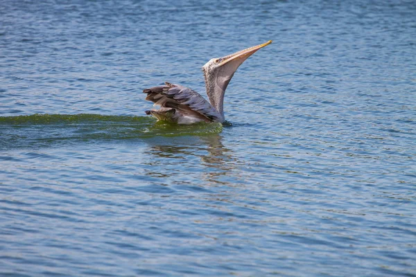斑嘴鹈鹕 (国鸟 philippensis) — 图库照片