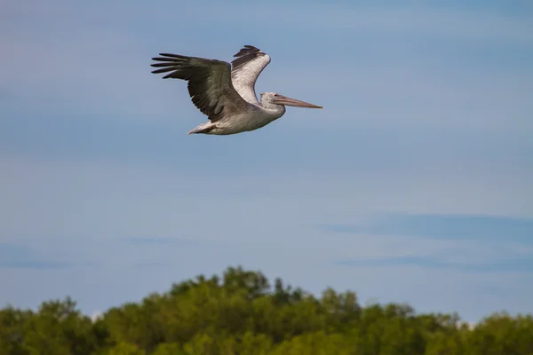 Fleckschnabelpelikan (pelecanus philippensis)) — Stockfoto