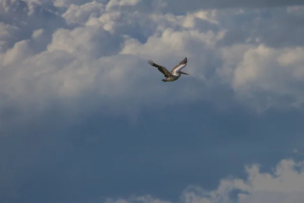 Pelicano de bico fino (Pelecanus philippensis ) — Fotografia de Stock