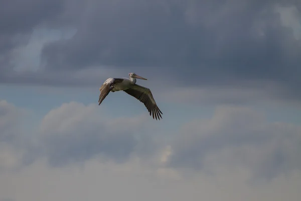 Pelicano de bico fino (Pelecanus philippensis ) — Fotografia de Stock