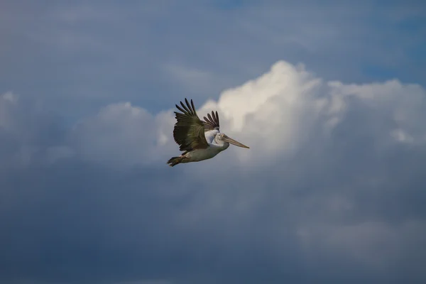 Fleckschnabelpelikan (pelecanus philippensis)) — Stockfoto