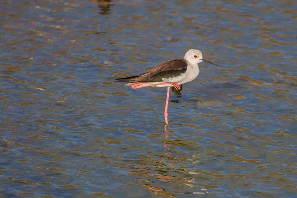 Stelzenläufer (Himantopus himantopus)) — Stockfoto