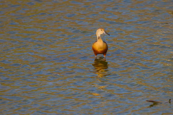 Mindere Whistling-eenden Dendrocygna javanica — Stockfoto