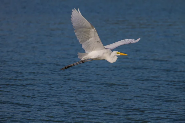 Grote zilverreiger vliegen in de natuur — Stockfoto