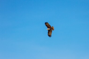Gökyüzü uçuşa brahminy uçurtma