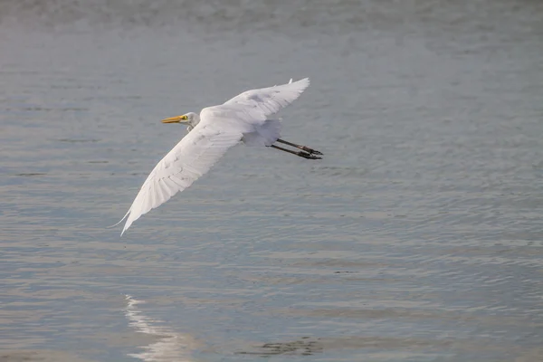 Great Egret flying in nature — Stock Photo, Image