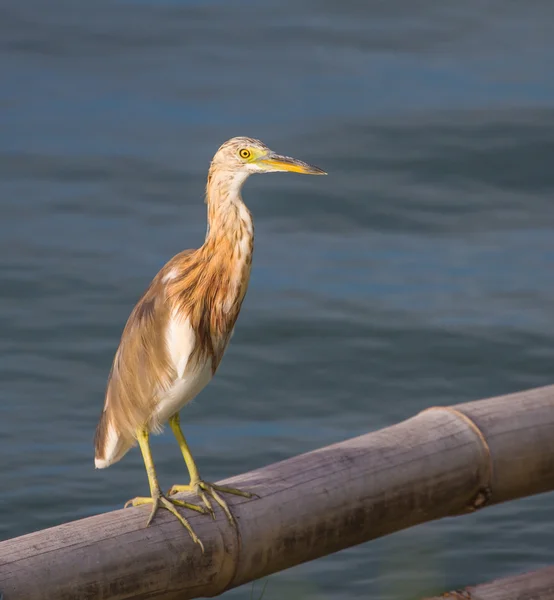 Chinesischer Teichreiher in der Natur — Stockfoto