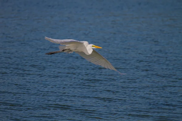 Grote zilverreiger vliegen in de natuur — Stockfoto