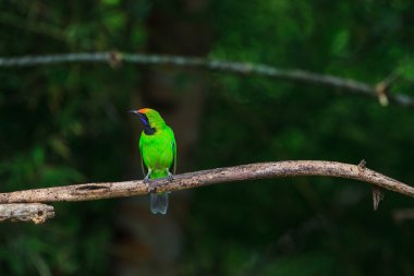 Altın alınlı yaprak dalı