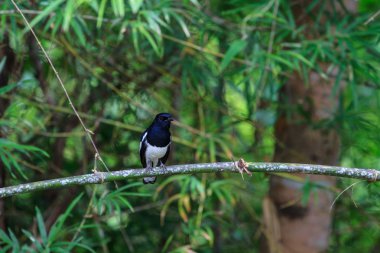 oryantal magpie robin kuş