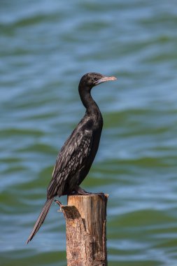 Küçük karabatak, Cava karabatak (Phalacrocorax Nijer)