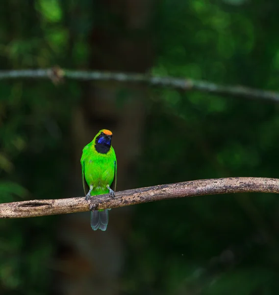 Золотистая листовая птица на ветке — стоковое фото