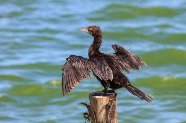 Küçük karabatak, Cava karabatak (Phalacrocorax Nijer)