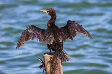 Küçük karabatak, Cava karabatak (Phalacrocorax Nijer)