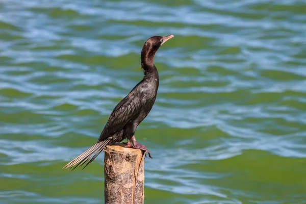 Cormorano piccolo, cormorano giavanese (Microcarbo niger ) — Foto Stock