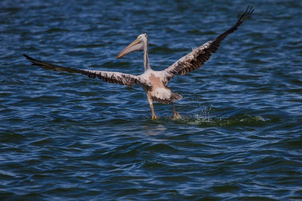 Fleckschnabelpelikan (pelecanus philippensis)) — Stockfoto