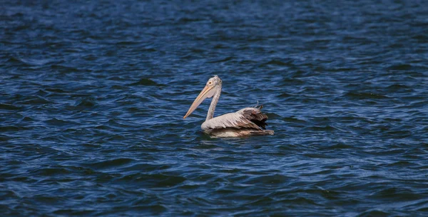 Pelicano de bico fino (Pelecanus philippensis ) — Fotografia de Stock