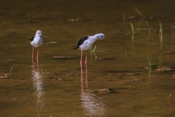 Fekete szárnyú gólyalábú (Himantopus himantopus) — Stock Fotó