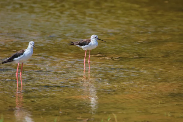 黑翼立柱（Himantopus himantopus）) — 图库照片