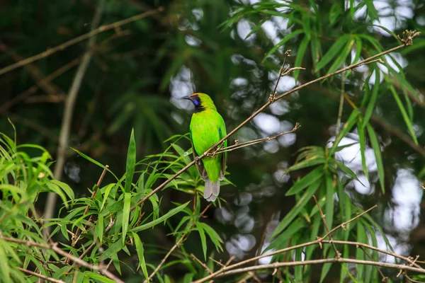 Oiseau-feuillage au front doré sur la branche — Photo