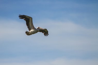 Nokta gagalı Pelikan (Pelecanus philippensis)