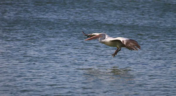 Spot-billed pelican( Pelecanus philippensis) — Stock Photo, Image