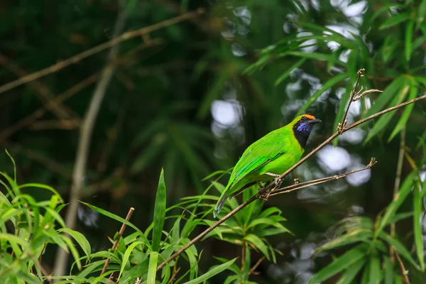 Guldpannad leafbird på gren — Stockfoto