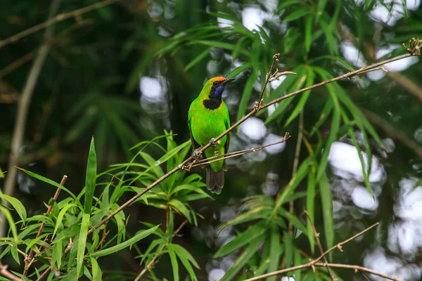 枝にゴールデンはガラス張りの leafbird — ストック写真