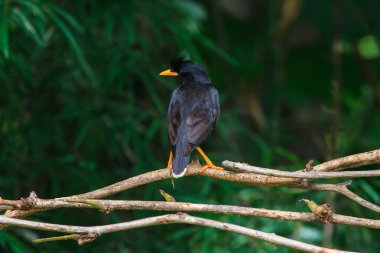 doğa arka plan üzerinde beyaz Bacalı myna