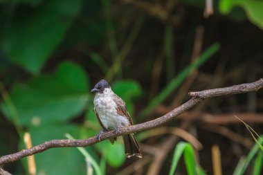 Güzel kuş Sooty Bulbul başlı