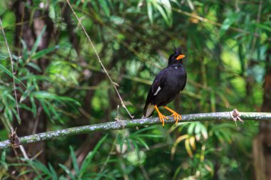 doğa arka plan üzerinde beyaz Bacalı myna