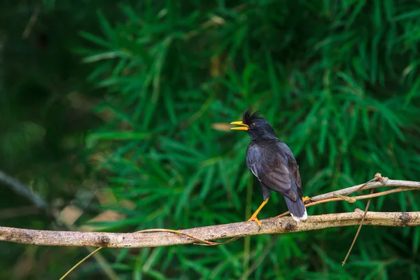 Bianco ventilato myna su sfondo natura — Foto Stock