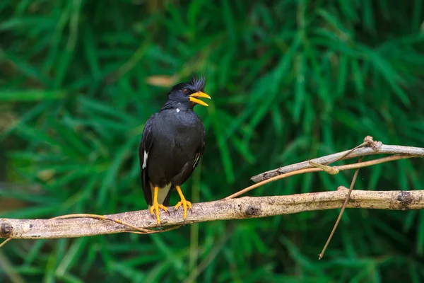 Blanco ventilado myna en la naturaleza fondo —  Fotos de Stock