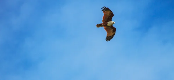 Luňáky draka v letu na obloze — Stock fotografie