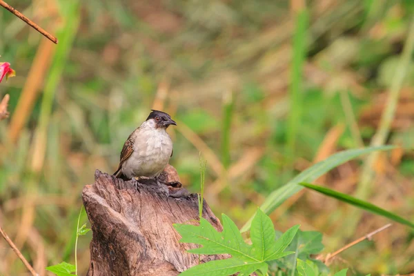 Bellissimo uccello Sooty diretto Bulbul — Foto Stock