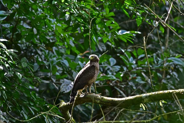 Crested Serpent Eagle Resting Perch Forest Ταϊλάνδη — Φωτογραφία Αρχείου