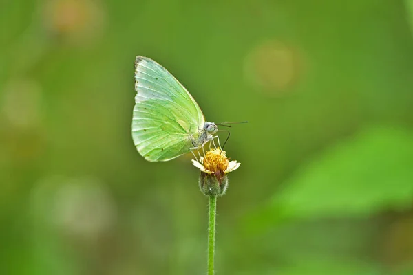 Mariposa Sobre Flor Prado Primavera Primer Plano Macro — Foto de Stock