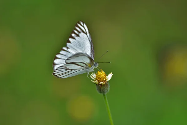 Mariposa Sobre Flor Prado Primavera Primer Plano Macro — Foto de Stock