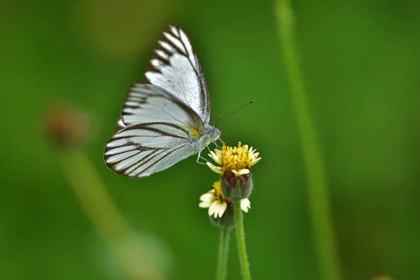 Motyl Kwiatach Łące Wiosną Zbliżenie Makra — Zdjęcie stockowe