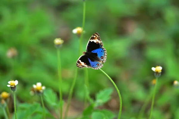 Mariposa Sobre Flor Prado Primavera Primer Plano Macro — Foto de Stock