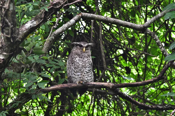 Fleckbauch Uhu Vogel Sitzt Auf Dem Baum Der Natur Thailand — Stockfoto