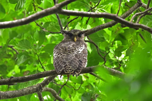 Fleckbauch Uhu Vogel Sitzt Auf Dem Baum Der Natur Thailand — Stockfoto