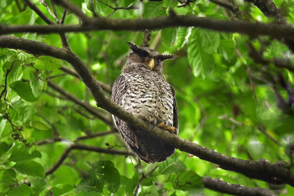 自然の中で木の上に座っているスポットベリーイーグルフクロウ鳥 — ストック写真